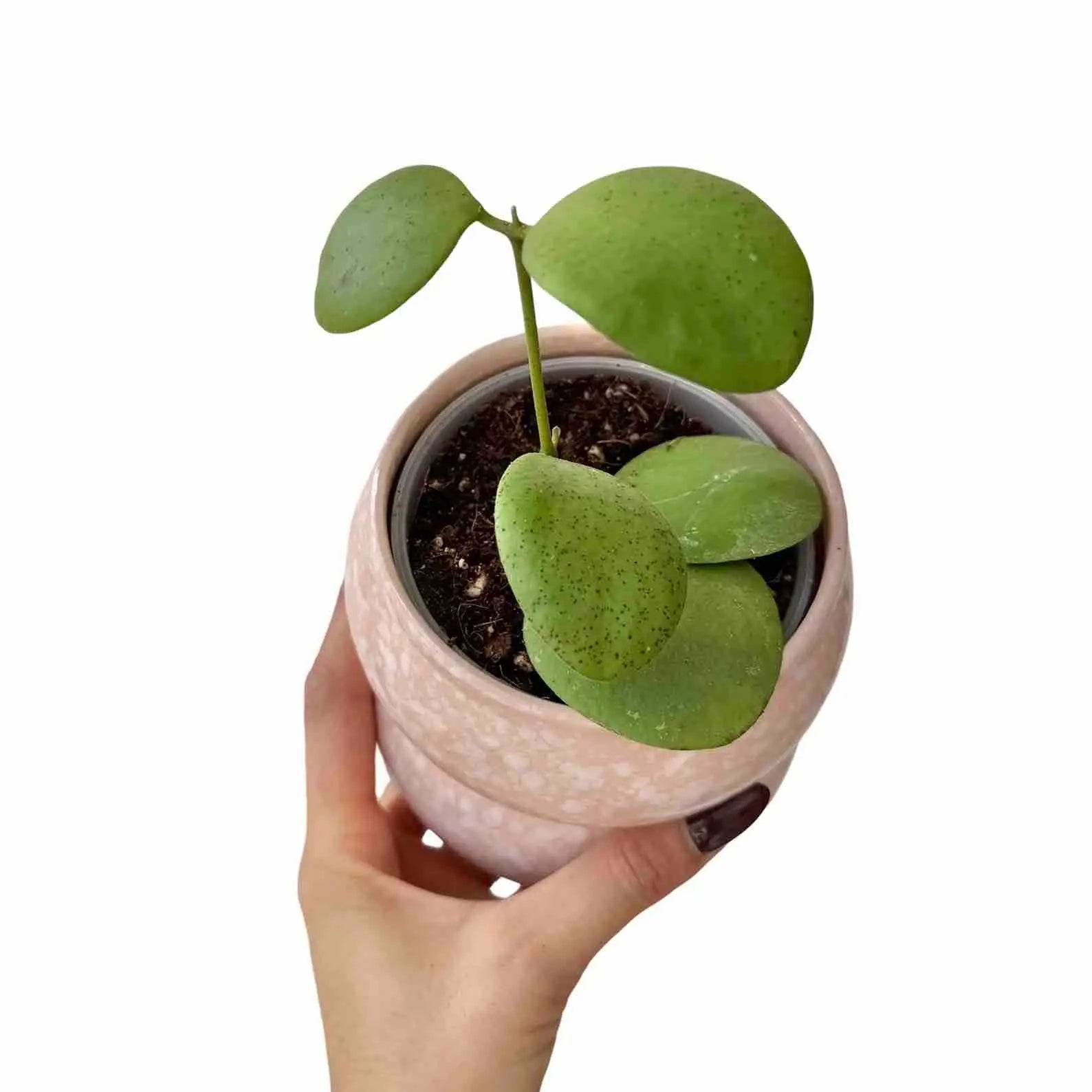 Hoya Kastbergii - Pot de 9cm - Plantes d'intérieur - Image 1