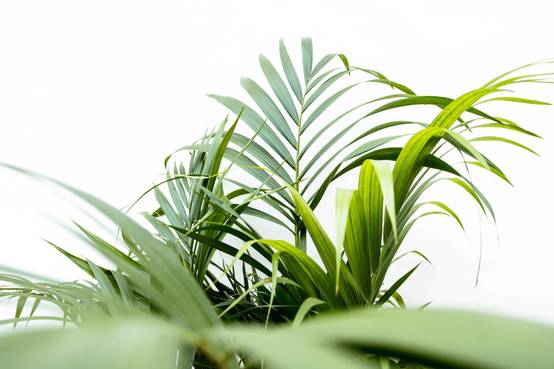 Areca Palme (Palmier à Fruits Dorés) Grande Plante D'Intérieur 100-120 Cm - Pot Inclus Gardeners Dream