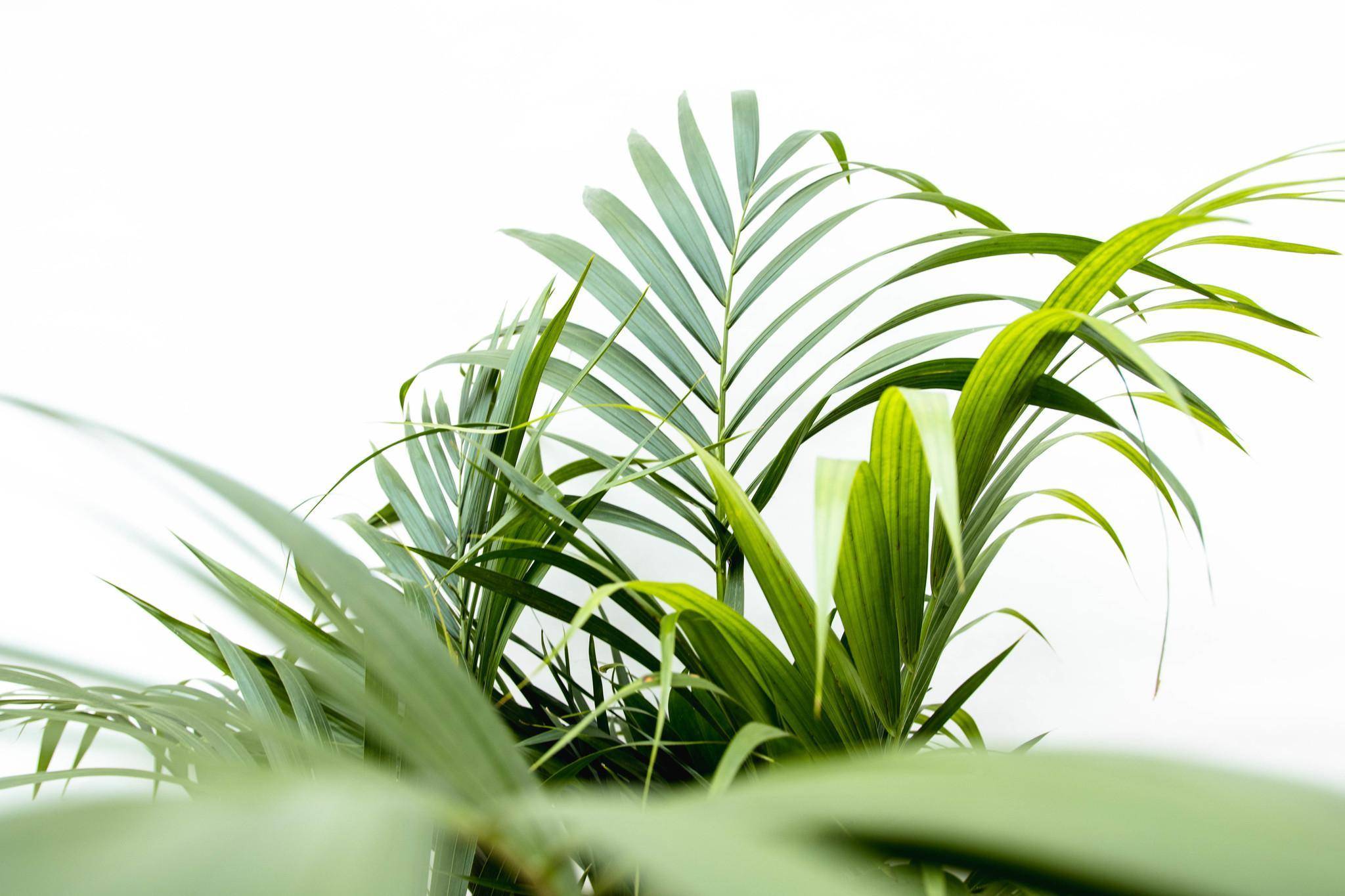 Areca Palme (Palmier à Fruits Dorés) Grande Plante D'Intérieur 100-120 Cm - Pot Inclus Gardeners Dream