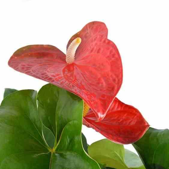 Sans Marque - Anthurium andreanum rouge Dakota (Anthure Flamant Rose, Langue de feu) Taille:Pot de 2 litres - 50/70 cm