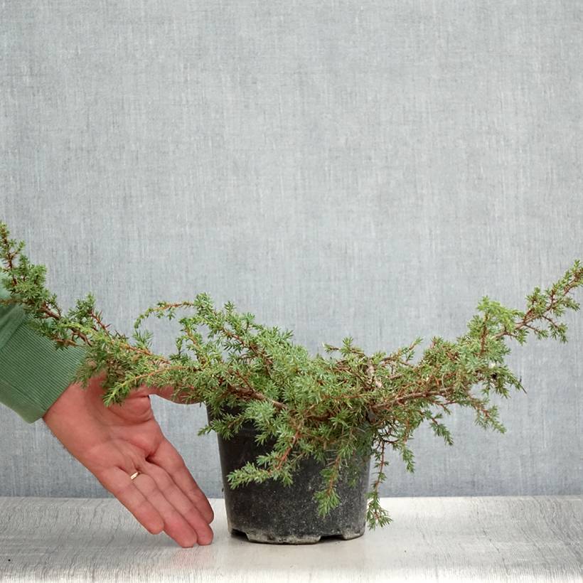 Juniperus communis Hornibrookii - Genévrier commun                Pot de 1,5L/2L - Image 2
