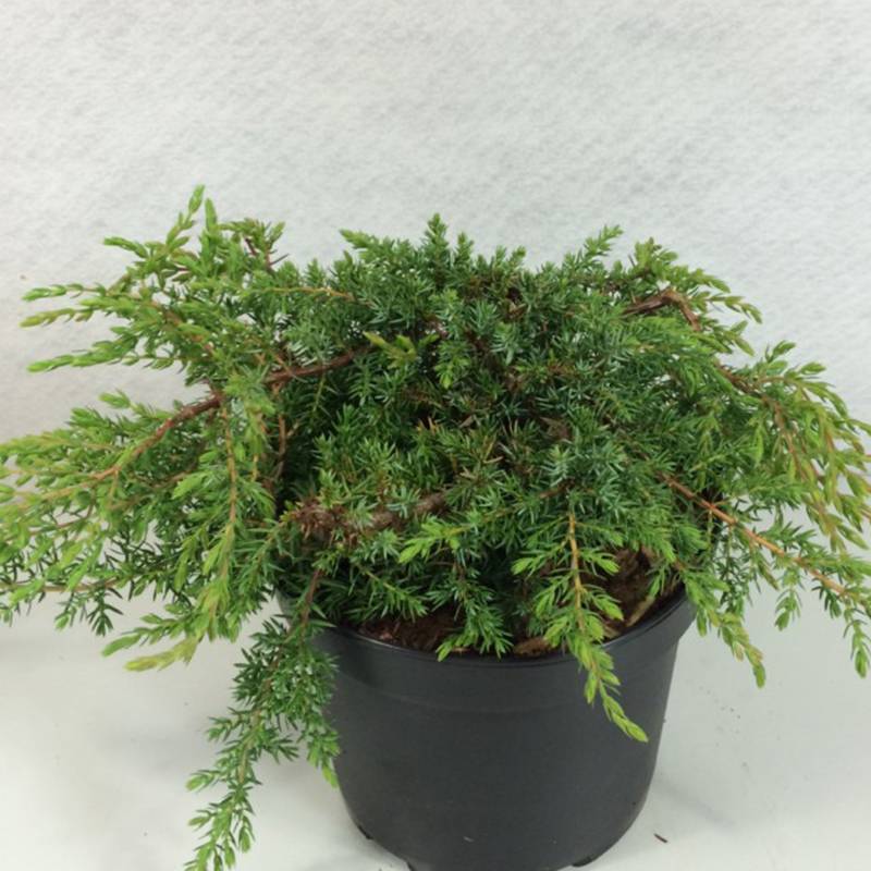 Juniperus communis Hornibrookii - Genévrier commun                Pot de 1,5L/2L - Image 1