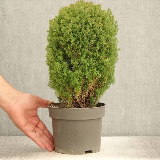 Thuja occidentalis Teddy - Thuya du Canada Pot de 2L/3L - Image 2