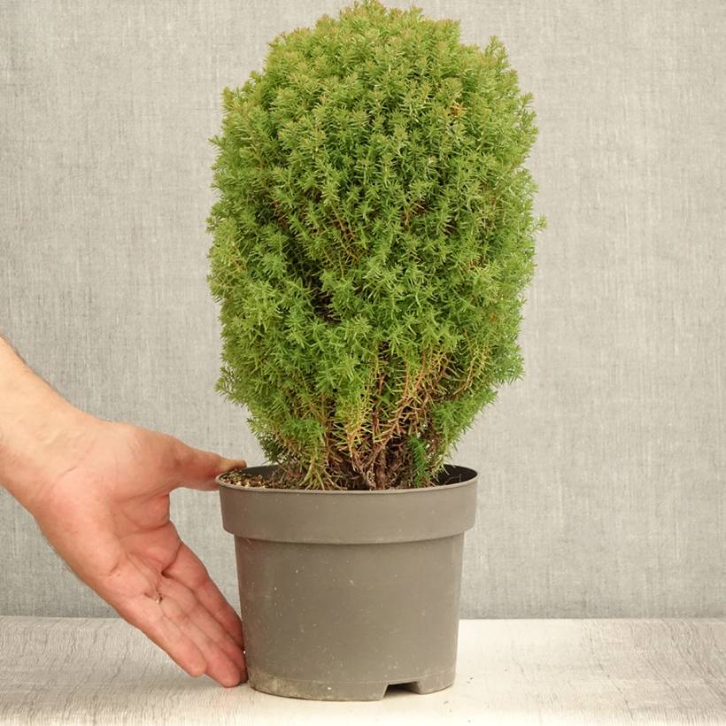 Thuja occidentalis Teddy - Thuya du Canada                        Pot de 2L/3L - Image 2
