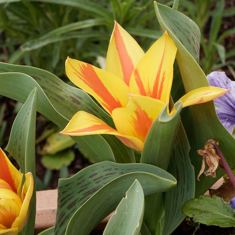 Promesse de Fleurs - Tulipe botanique greigii Winnipeg Bulbe calibre 11+ (par 10)