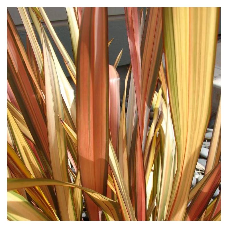 Lin de Nouvelle-Zélande Apricot Queen, Phormium - Pot de 4L - 40/60 cm