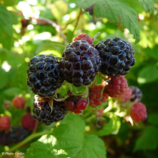 Promesse de Fleurs - Framboisier Black Jewel (non remontant) Bio Pot de 1,5L/2L, Touffe
