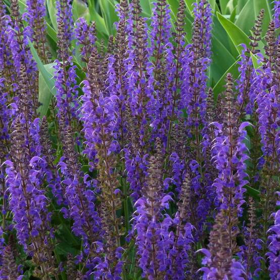 Salvia nemorosa Mainacht - Sauge des bois bleu violet Pot de 2L/3L
