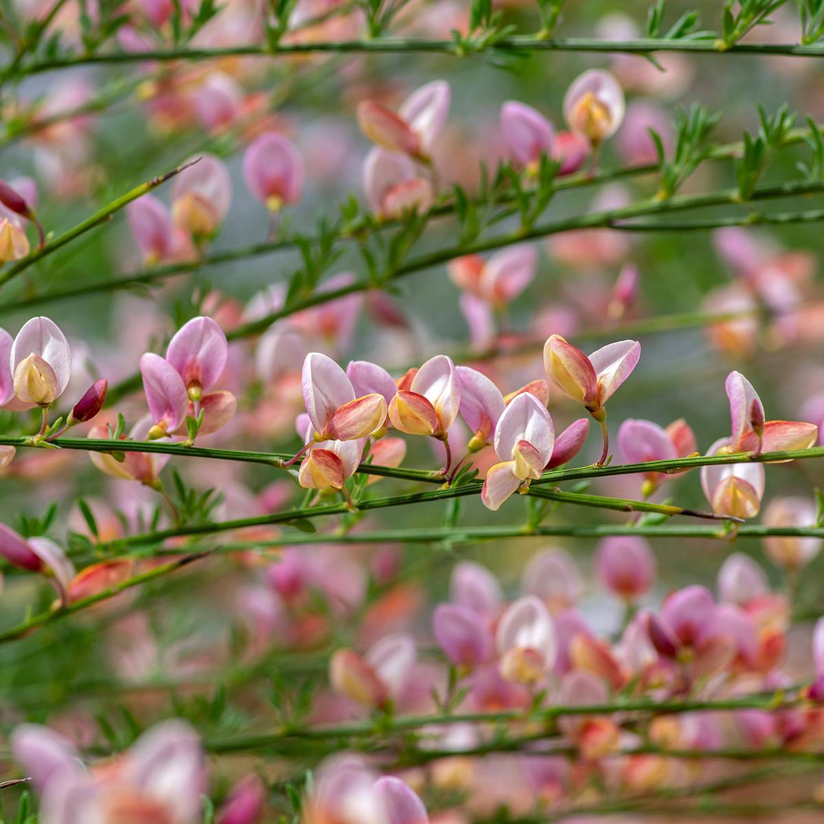 Promesse de Fleurs - Genêt à balais - Cytisus scoparius Moyclare Pink Pot de 4L/5L