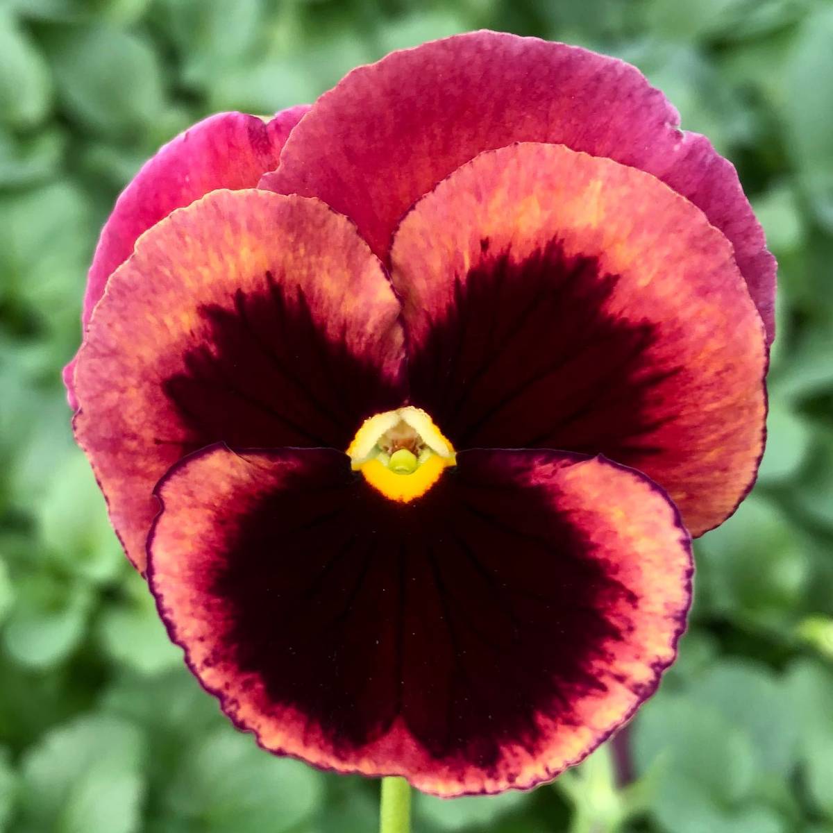 Promesse de Fleurs - Pensée Carrera Rose Blotch Mini-motte Mini-motte Ø 3/4 cm (par 5)