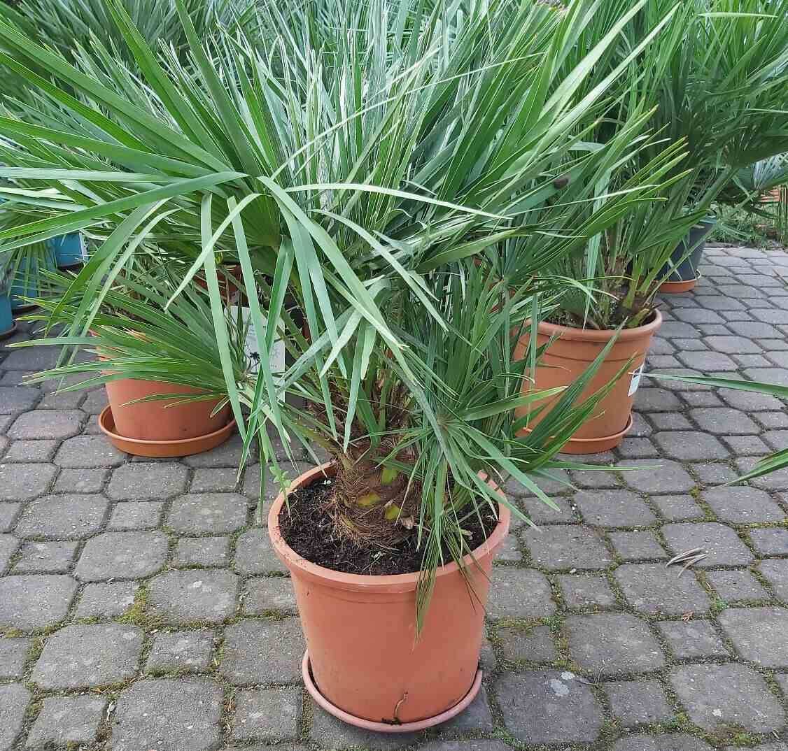 Sans Marque - Chamaerops humilis (palmier doum) Taille:Pot de 2 litres ? 40/60 cm - Couleur floraison:jaune - Image 4