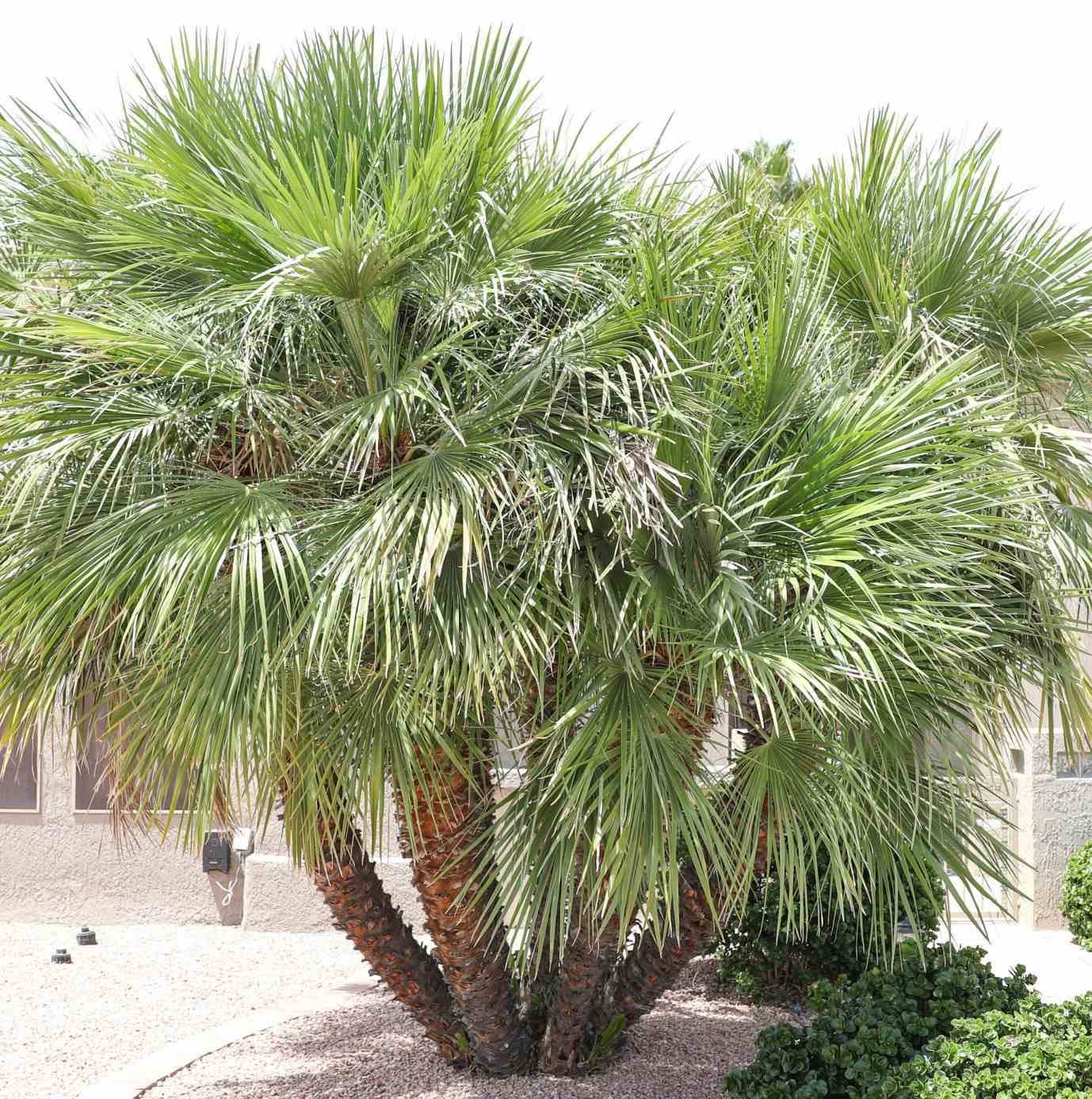 Sans Marque - Chamaerops humilis (palmier doum) Taille:Pot de 2 litres ? 40/60 cm - Couleur floraison:jaune - Image 7