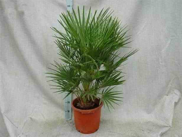 Sans Marque - Chamaerops humilis (palmier doum) Taille:Pot de 2 litres ? 40/60 cm - Couleur floraison:jaune - Image 5