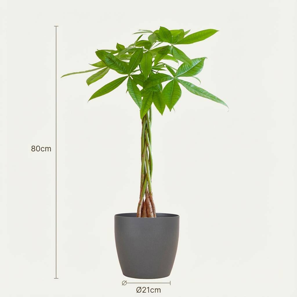 Pachira Aquatica - Pot de 21cm - Hauteur 80cm - Blanc - Plantes d'intérieur - Image 10