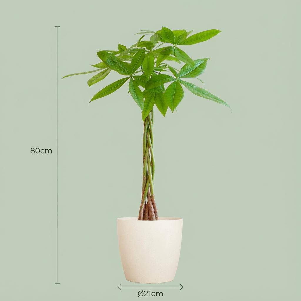 Pachira Aquatica - Pot de 21cm - Hauteur 80cm - Blanc - Plantes d'intérieur - Image 4