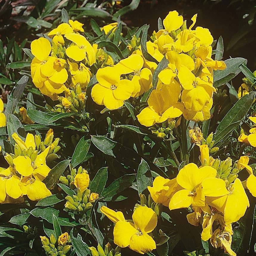 Promesse de Fleurs - Giroflée ravenelle Cloth of Gold Mini motte - Erysimum cheiri  Mini-motte Ø 3/4 cm, Plant vert de 3 à 5 cm de haut environ (par 5)