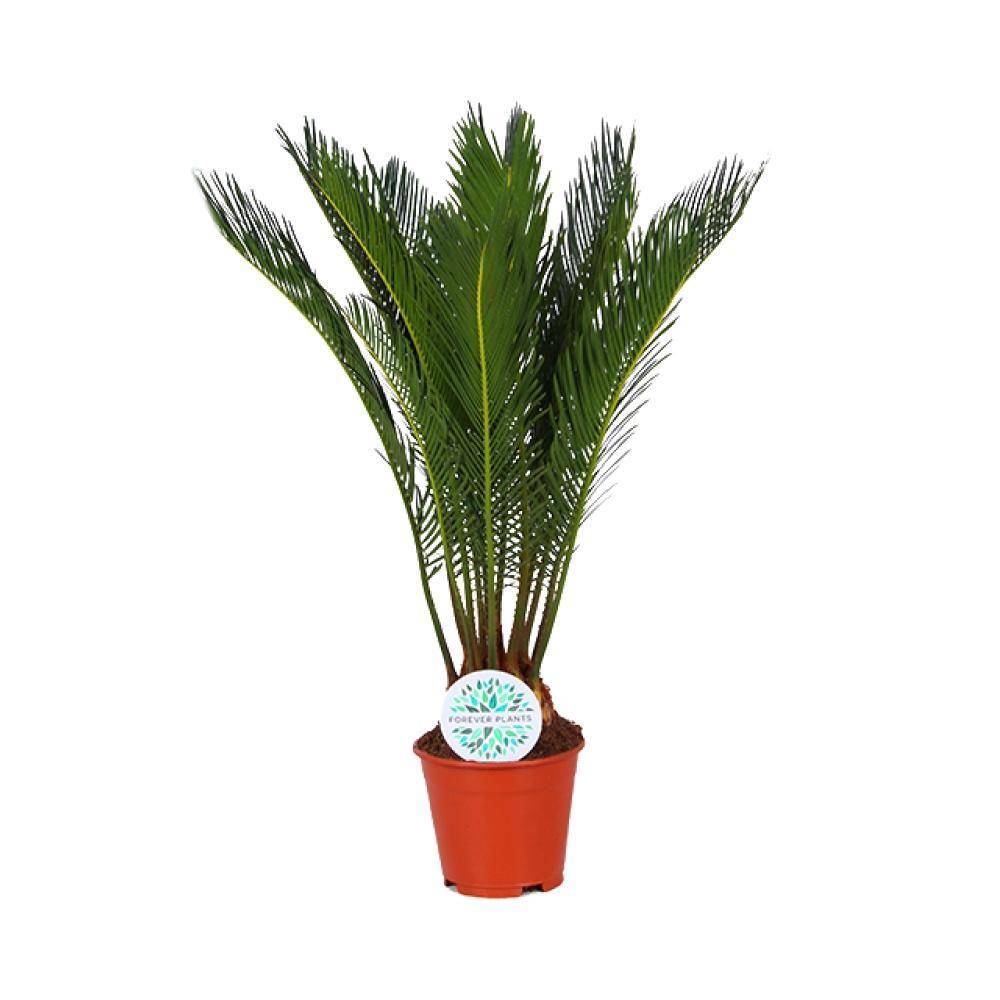 Cycas Revoluta 50cm - Plante d'intérieur- La Green Touch