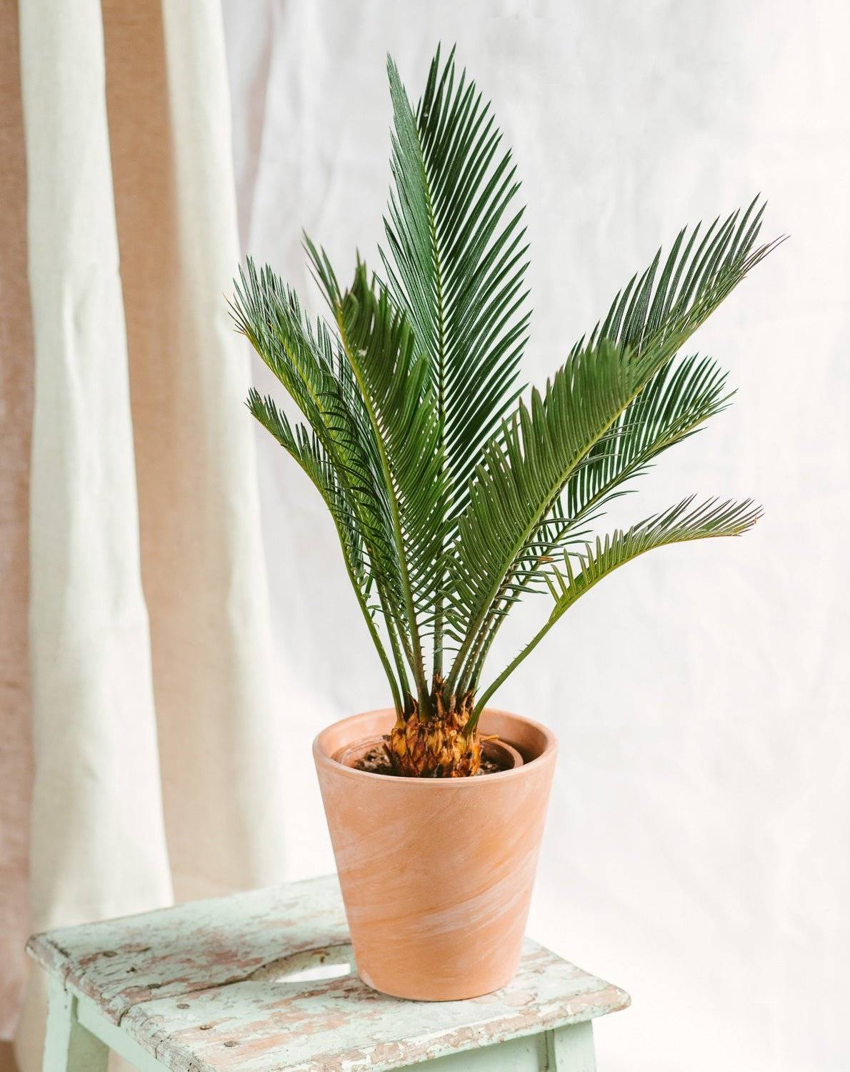 Cycas Revoluta 50cm - Plante d'intérieur- La Green Touch - Image 2