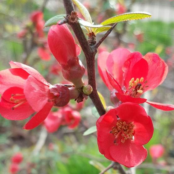 Cognassier du Japon umbilicata, Chaenomeles à fleurs Orange - feuillage Caduc - Pot de 3L - 20/40 cm- hauteur à maturité De 3,00 m à 5,00 m - Image 3