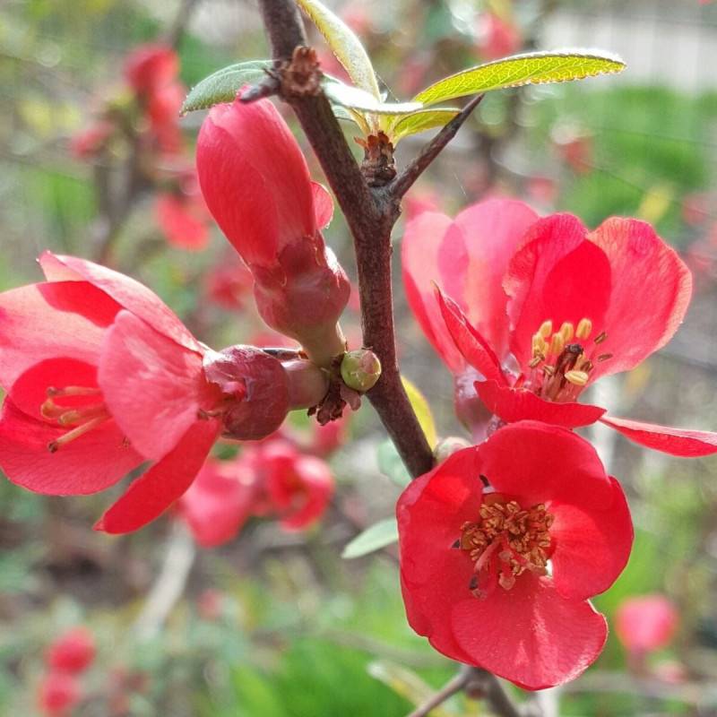 Cognassier du Japon umbilicata, Chaenomeles à fleurs Orange - feuillage Caduc - Pot de 3L - 20/40 cm-  hauteur à maturité De 3,00 m à 5,00 m - Image 3