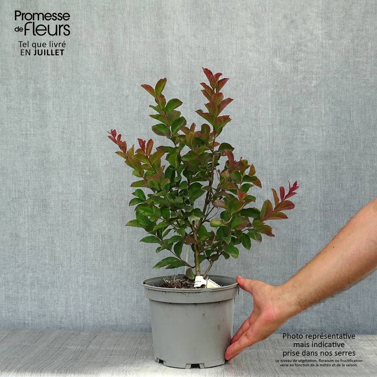 Promesse de Fleurs - Lagerstroemia indica Berlingot Menthe - Lilas des Indes Pot de 3L/4L, Buisson - Image 2