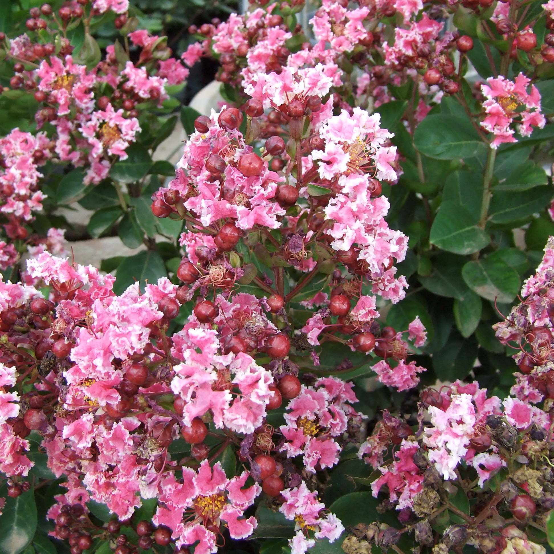Promesse de Fleurs - Lagerstroemia indica Berlingot Menthe - Lilas des Indes Pot de 3L/4L, Buisson - Image 1