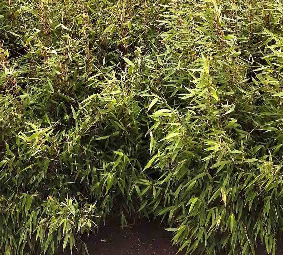 Sans Marque - Fargesia Robusta "Campbell" (Bambou non traçant) Taille:Pot 45 Litres - 175/200cm - 8/12 cannes - Image 2