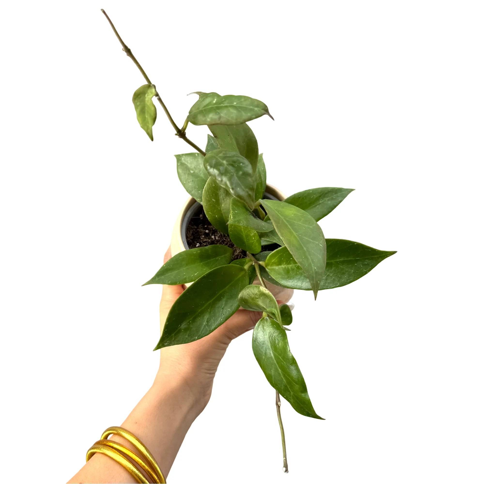 Hoya Sunrise - Pot de 9cm - Plantes d'intérieur - Image 1