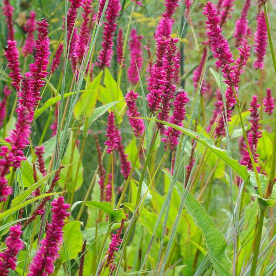 Renouée - Persicaria amplexicaulis Amethyst Summer Godet de 8/9 cm