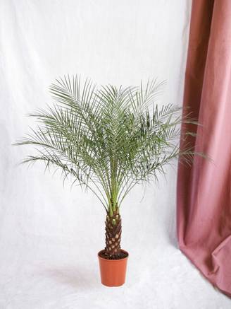 Phoenix Roebelenii 150cm - D27 H150cm