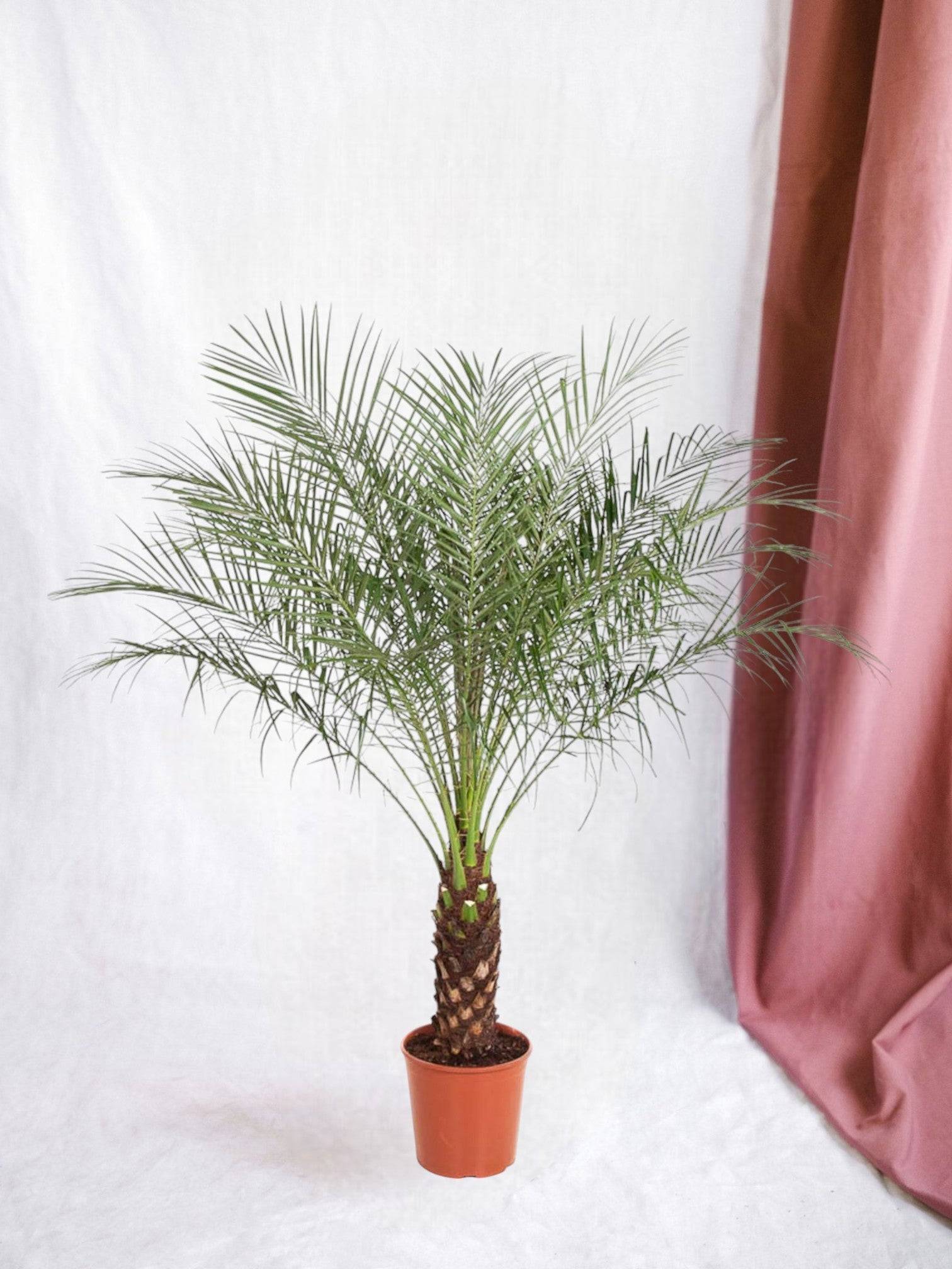 Phoenix Roebelenii 150cm - D27 H150cm