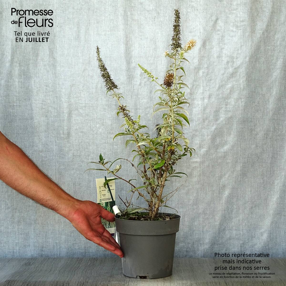 Buddleia davidii White Ball Pot de 3L/4L - Image 2