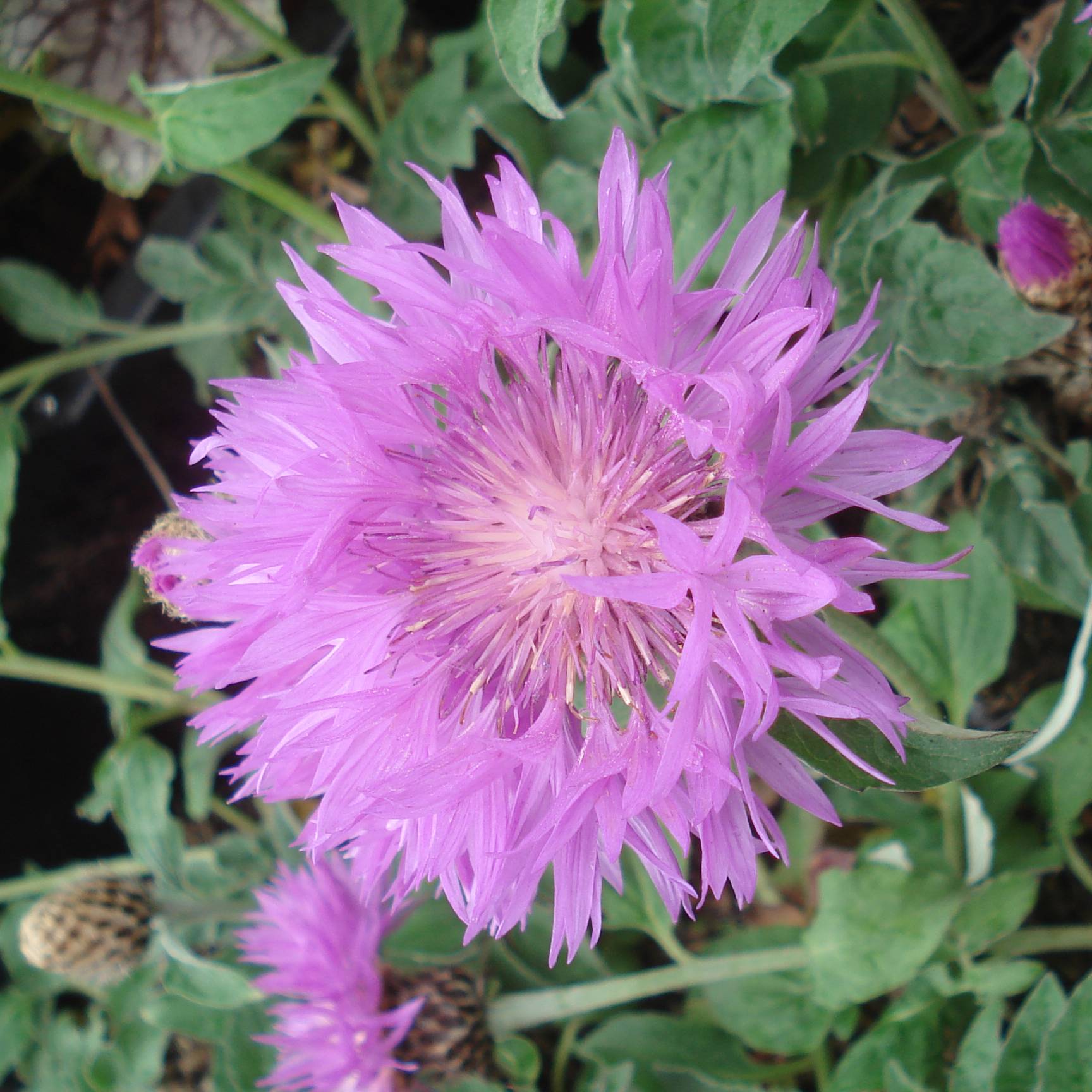 Centaurée - Centaurea hypoleuca John Coutts Godet de 8/9 cm