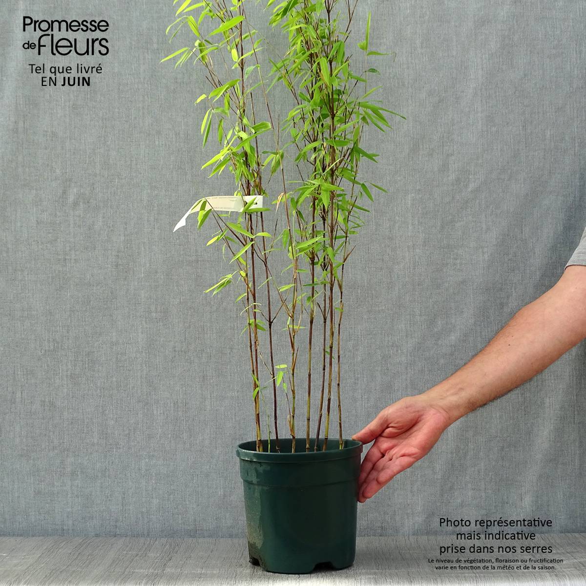 Promesse de Fleurs - Fargesia demissa Gerry - Bambou non traçant Pot de 4L/5L - Image 2