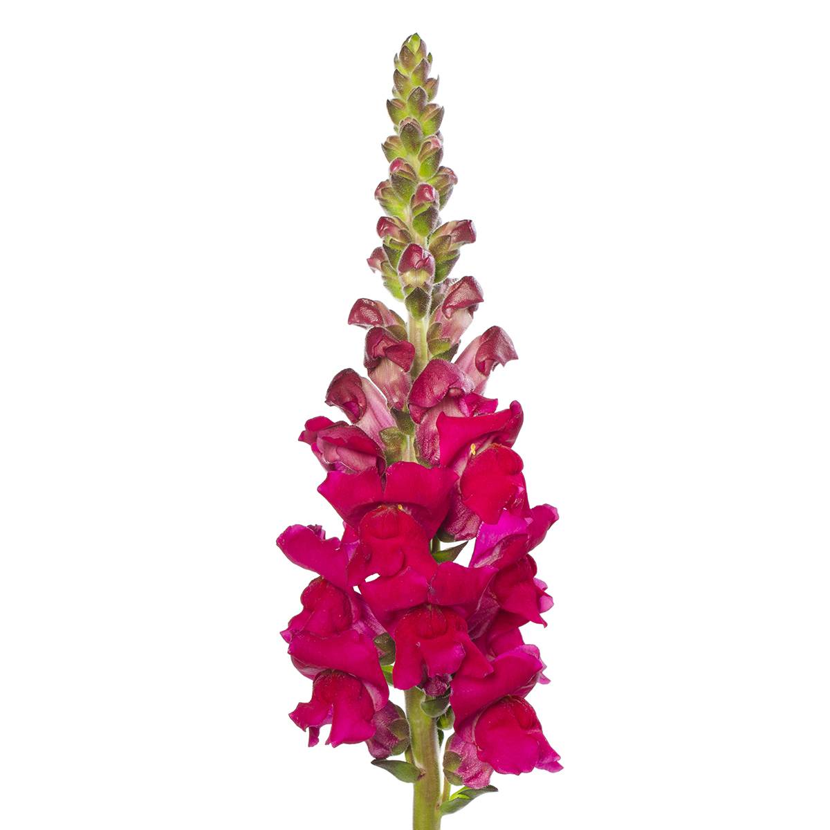 Graines de Muflier F1 Orleans Lilac IV - Antirrhinum majus le sachet de 20 graines environ
