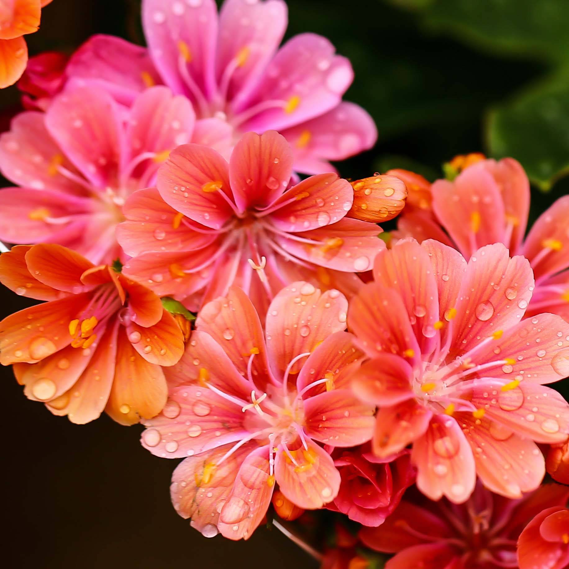 Promesse de Fleurs - Lewisia cotyledon en mélange Godet de 7/8 cm