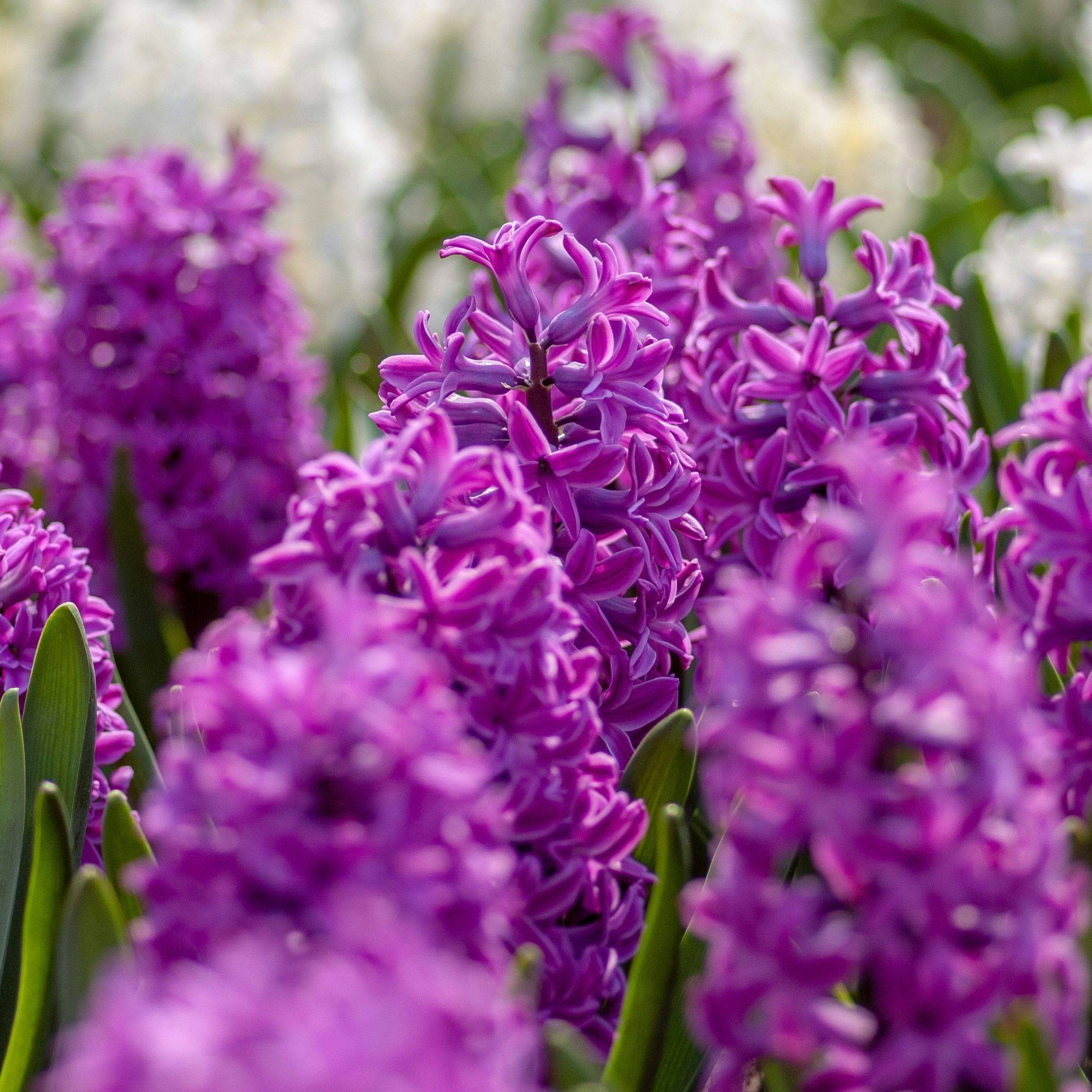 Plant In A Box - Bulbes de jacinthes - Lot de 10 - Hyacinthus 'Purple Voice' - Bulbes à fleurs - Image 4