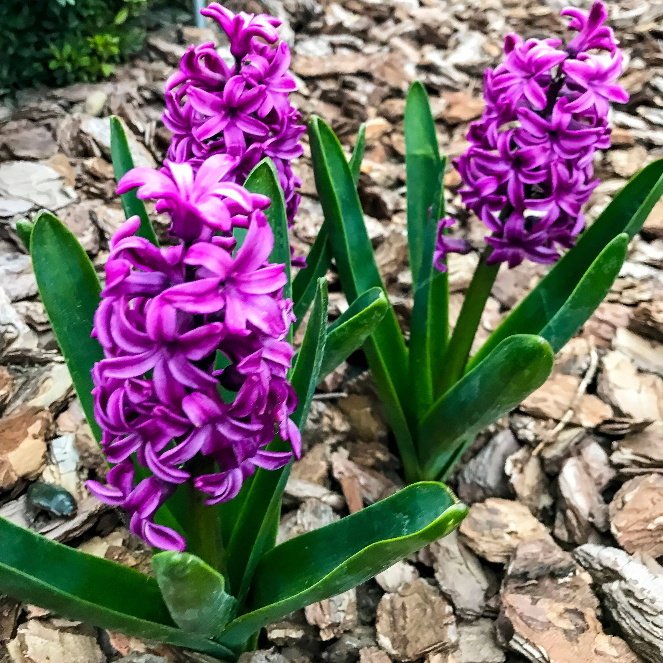 Plant In A Box - Bulbes de jacinthes - Lot de 10 - Hyacinthus 'Purple Voice' - Bulbes à fleurs - Image 2