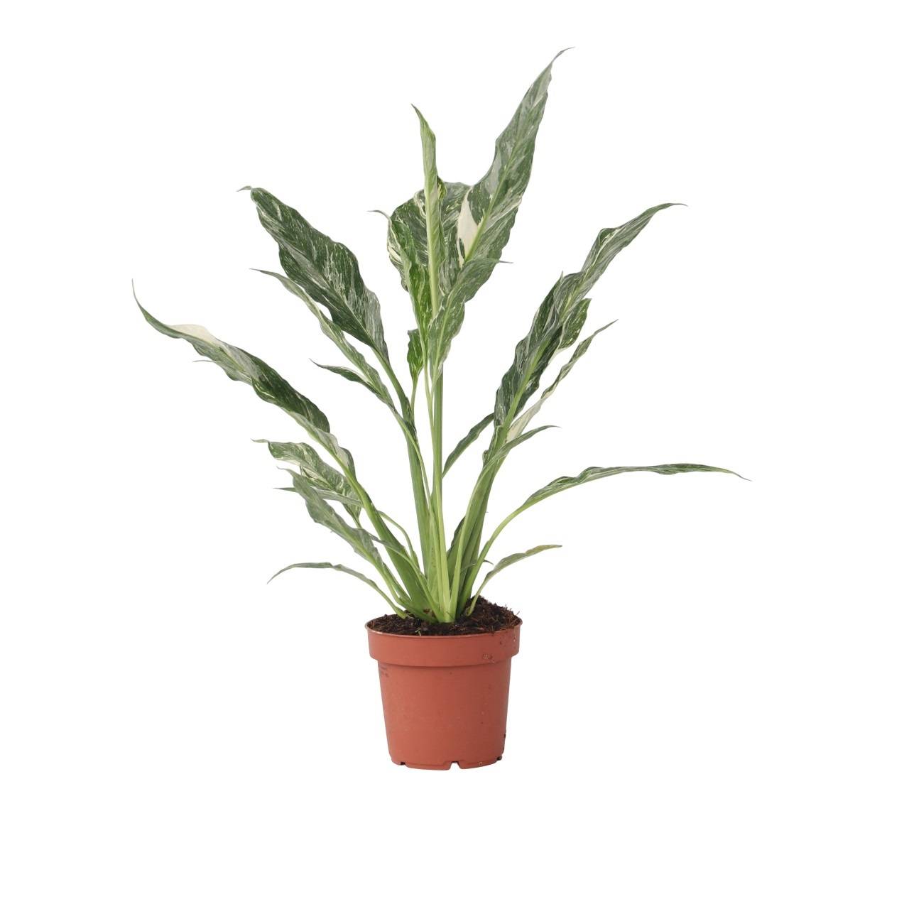Plant In A Box - Fleur de lune - Spathiphyllum 'Diamond' - Hauteur 40-50cm - ⌀12cm - Image 1
