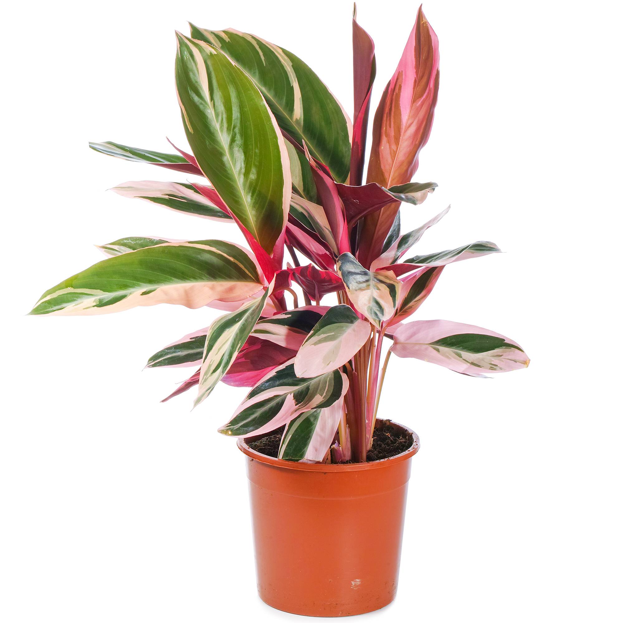 Gardenersdream - 1 X Calathea Triostar Frappant | 40-50 Cm En Pot | Plante D'Intérieur Pour La Maison Ou Le Bureau - GardenersDream - Image 2