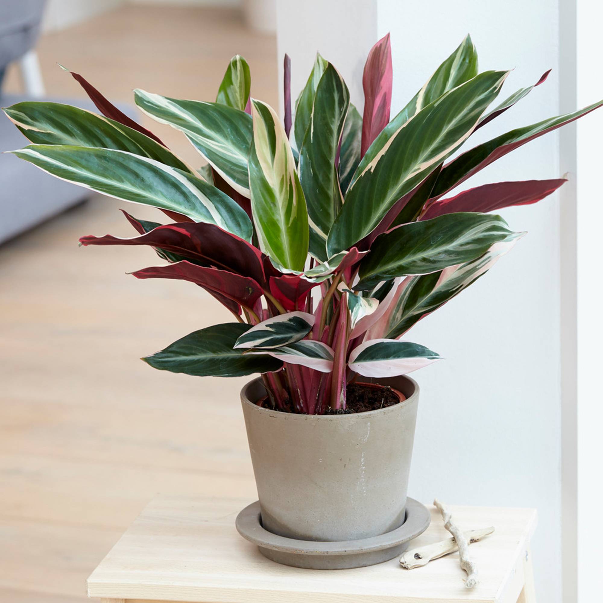 Gardenersdream - 1 X Calathea Triostar Frappant | 40-50 Cm En Pot | Plante D'Intérieur Pour La Maison Ou Le Bureau - GardenersDream - Image 1
