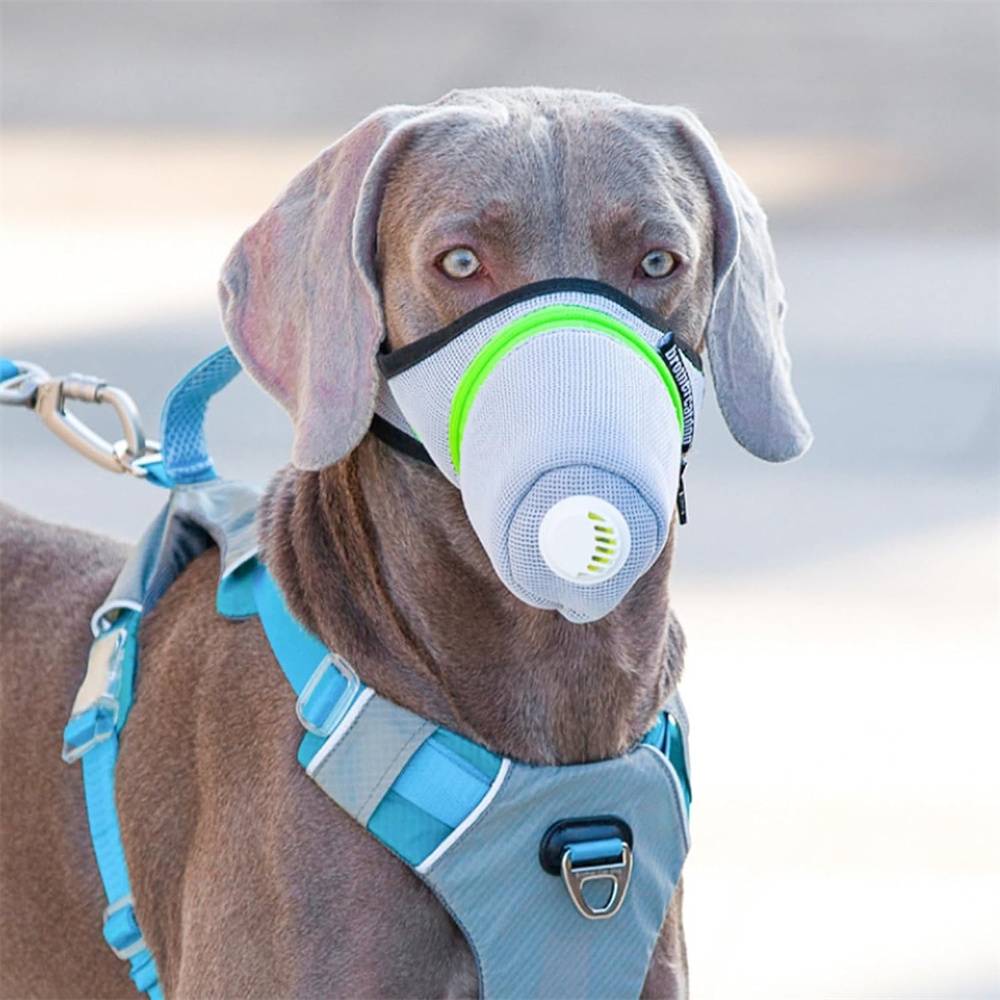 Masque pour chien taille M DtopbuyAge - Image 2