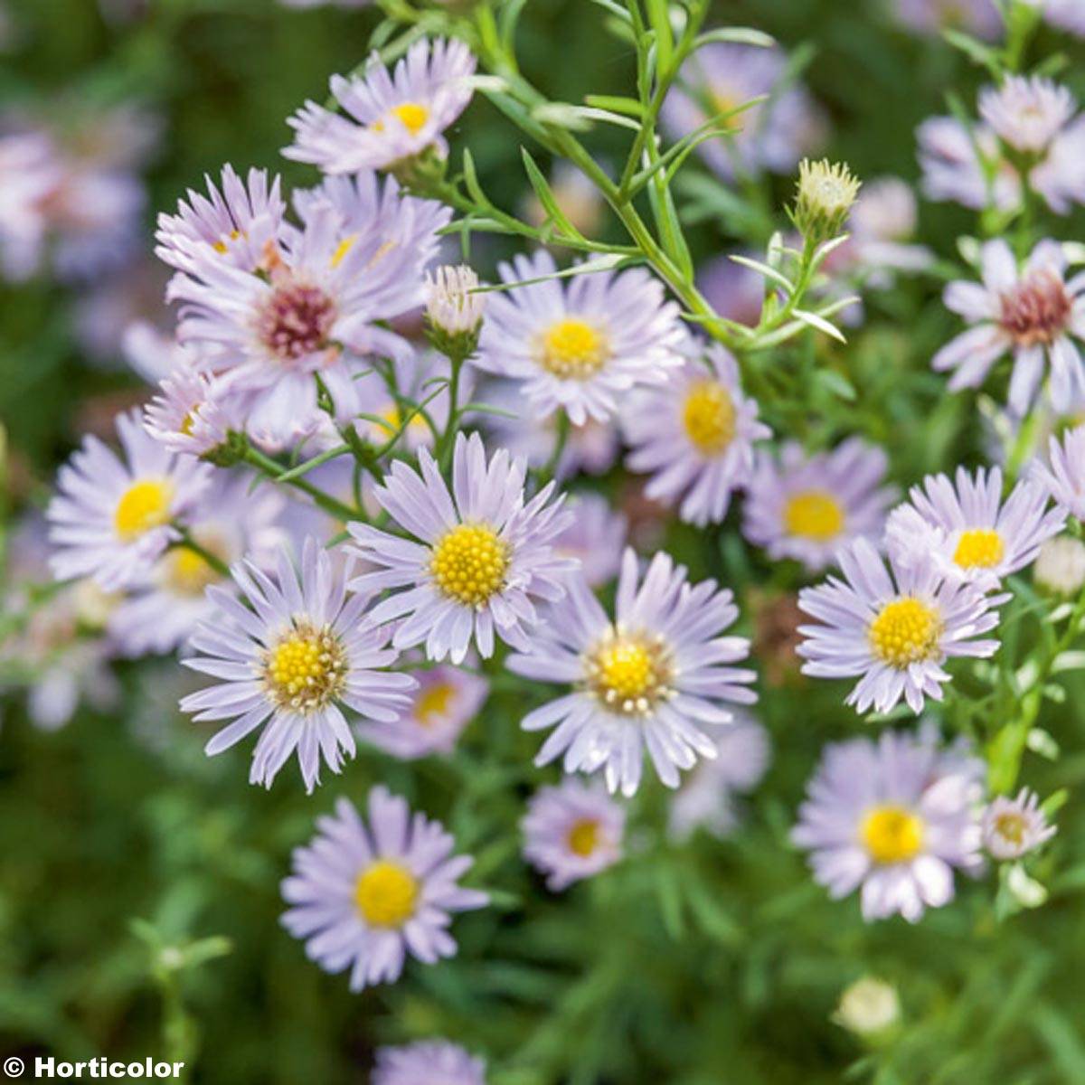 Promesse de Fleurs - Aster ericoïdes Esther - Aster d'automne Godet de 8/9 cm