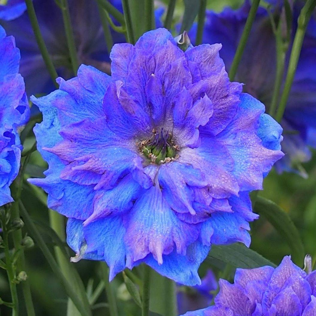 Promesse de Fleurs - Delphinium Pagan Purples - Pied d'Alouette vivace Godet de 8/9 cm