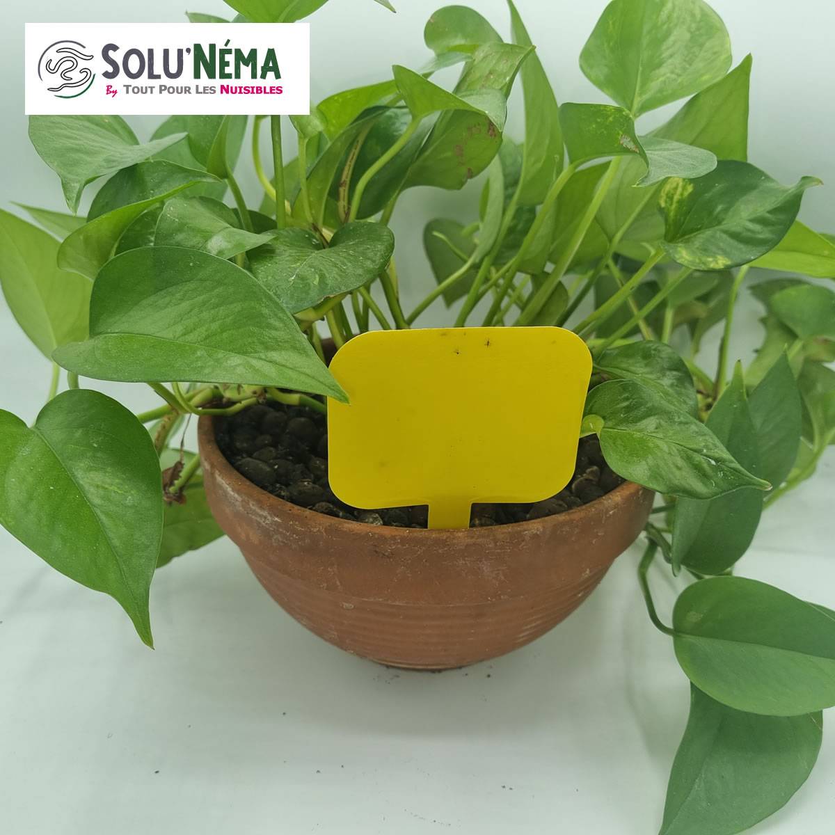 Solu'Néma - 10 Pièges Collants Jaunes pour Mouches du Terreau, Mouches des Fruits, Moucherons, Design XXL - Image 3