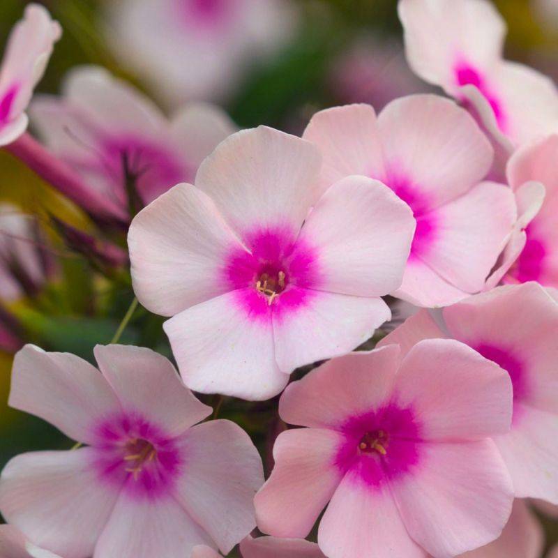3 Phlox 'Europa' - Lot de 3 vivaces - Pépinières Naudet - Image 1