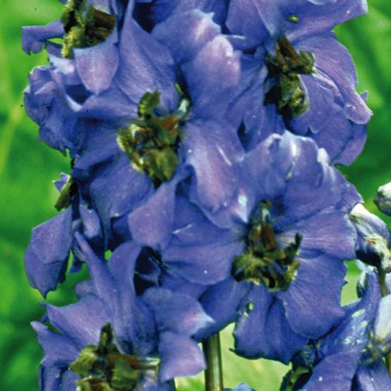 Delphinium Pacific Black Knight - Pied d'Alouette vivace Godet de 7/8 cm