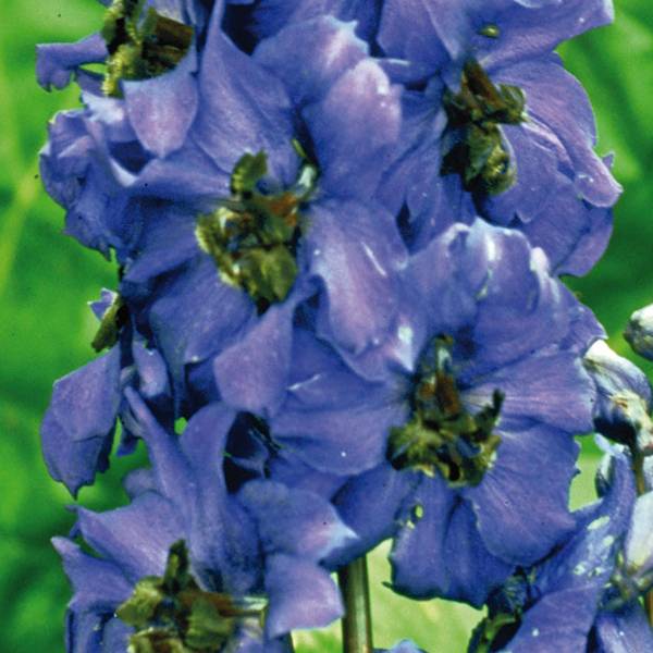 Delphinium Pacific Black Knight - Pied d'Alouette vivace Godet de 7/8 cm