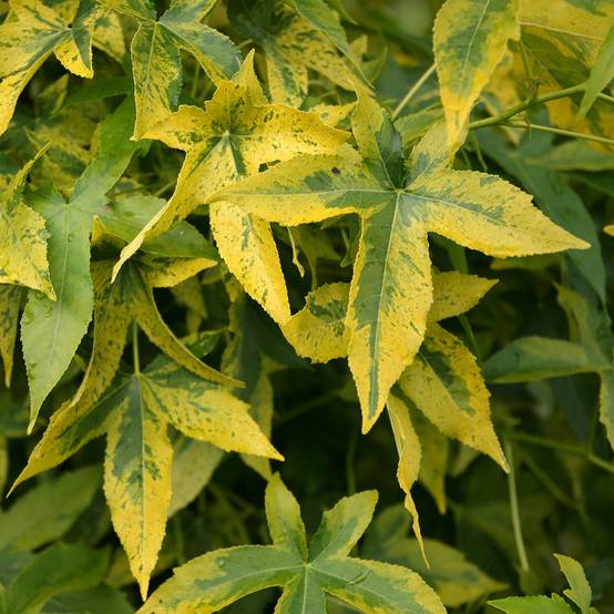 Copalme d'Amérique Aurora - Liquidambar styraciflua Pot de 4L/5L - Image 1