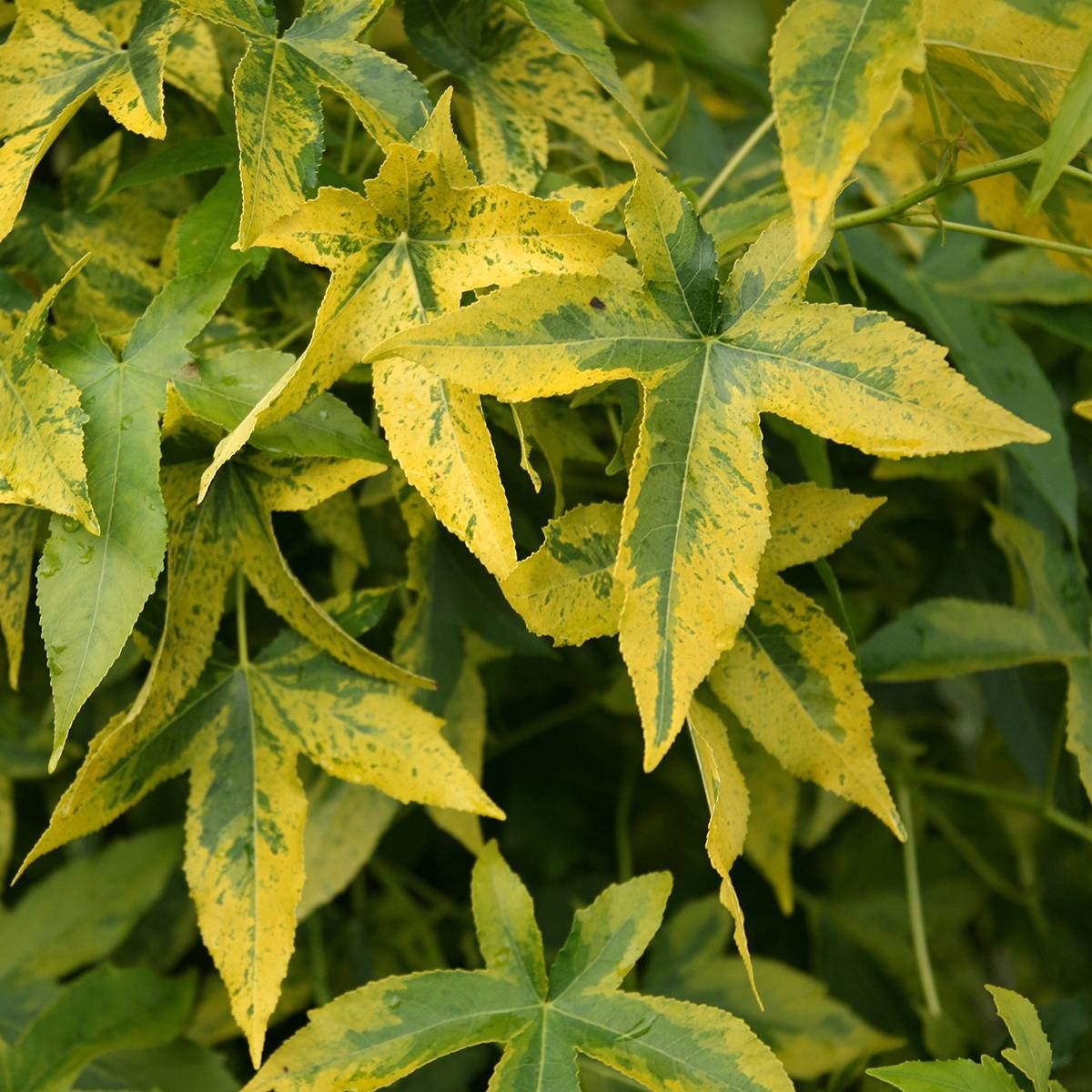 Copalme d'Amérique Aurora - Liquidambar styraciflua Pot de 4L/5L
